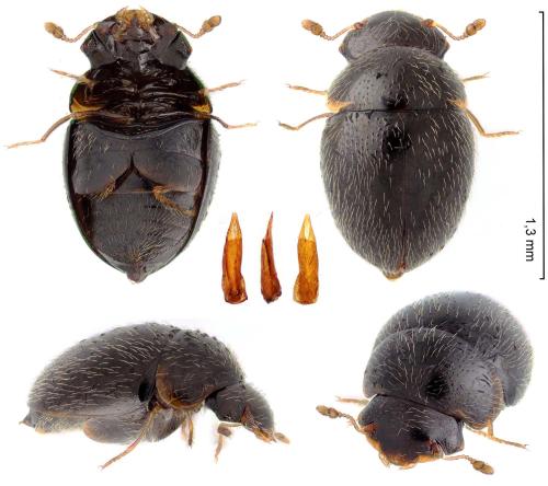 Réf. 299 594 : Clambus armadillo